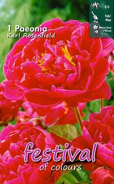 Pivoine KARL ROSENFIELD - 1 pc