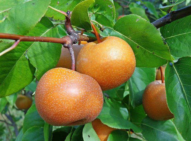 Poire Nashi CHOJURO - 1 pc