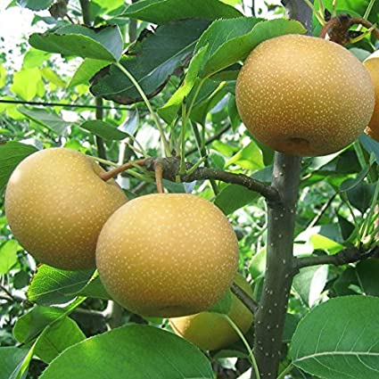 Poire Nashi TAMA - 1 pc