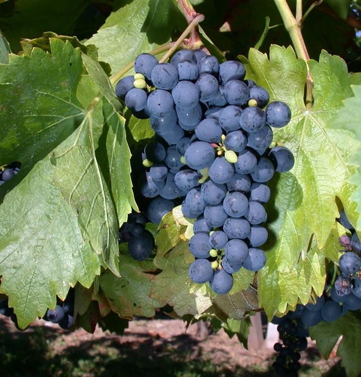 Druiven vitis BUFFALO - 1 st