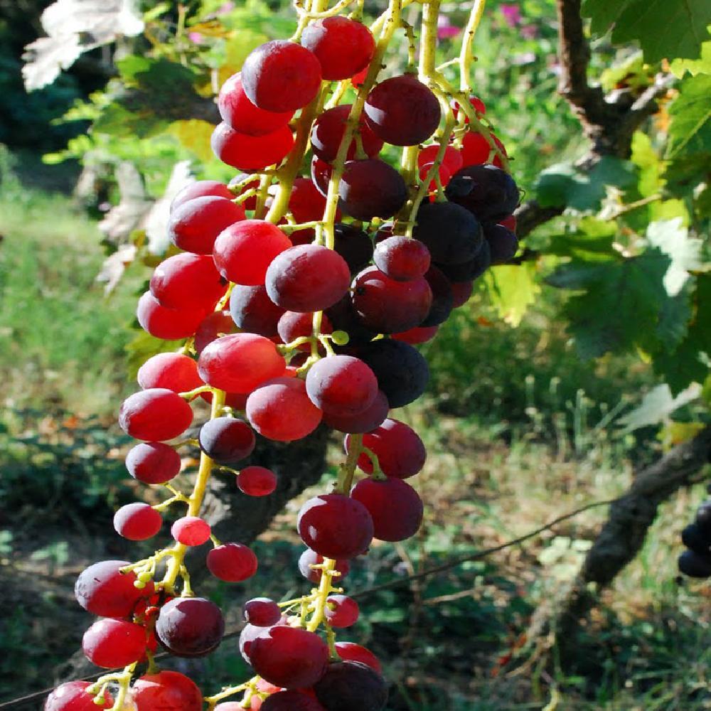 Raisins vitis CARDINAL- 1 pc