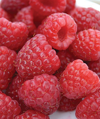 Framboises d'automne HERITAGE - 1 pc