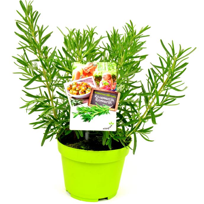 ROZEMARIJN 13 CM POT