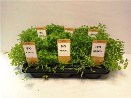 Kervel Bio - 13 cm pot