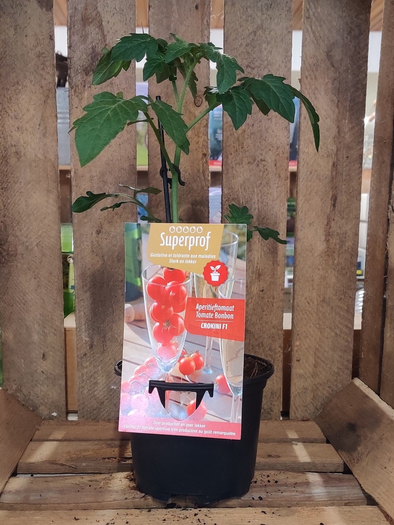 APERITIEFTOMAAT CROKINI F1 - plantje