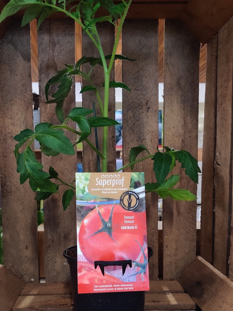 GEENTE TOMAAT FANTASIO F1 - plant