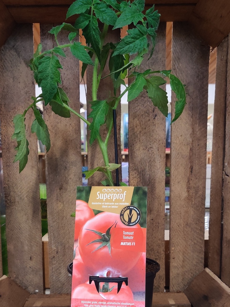 GEENTE TOMAAT MATIAS F1 - plantje