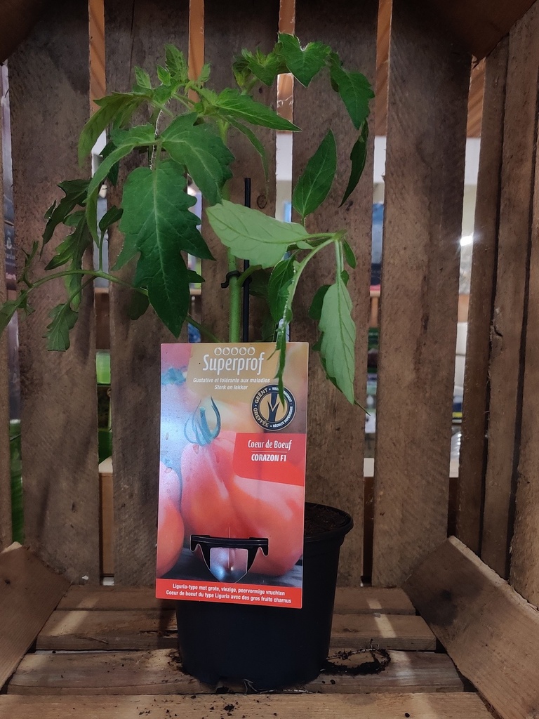 Coeur de Boeuf tomaat geënt CORAZON F1 - 1 plantje