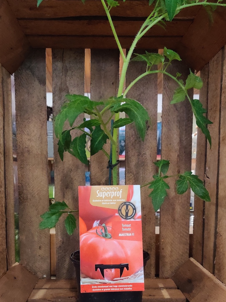 GEENTE TOMAAT MAESTRIA F1 - plantje
