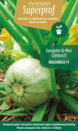 COURGETTE DE NICE  BOLDENICE F1 - plant