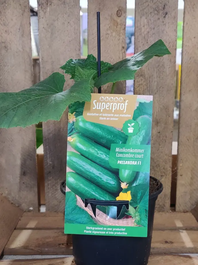 Mini-komkommer PASSANDRA F1 - 1 plantje