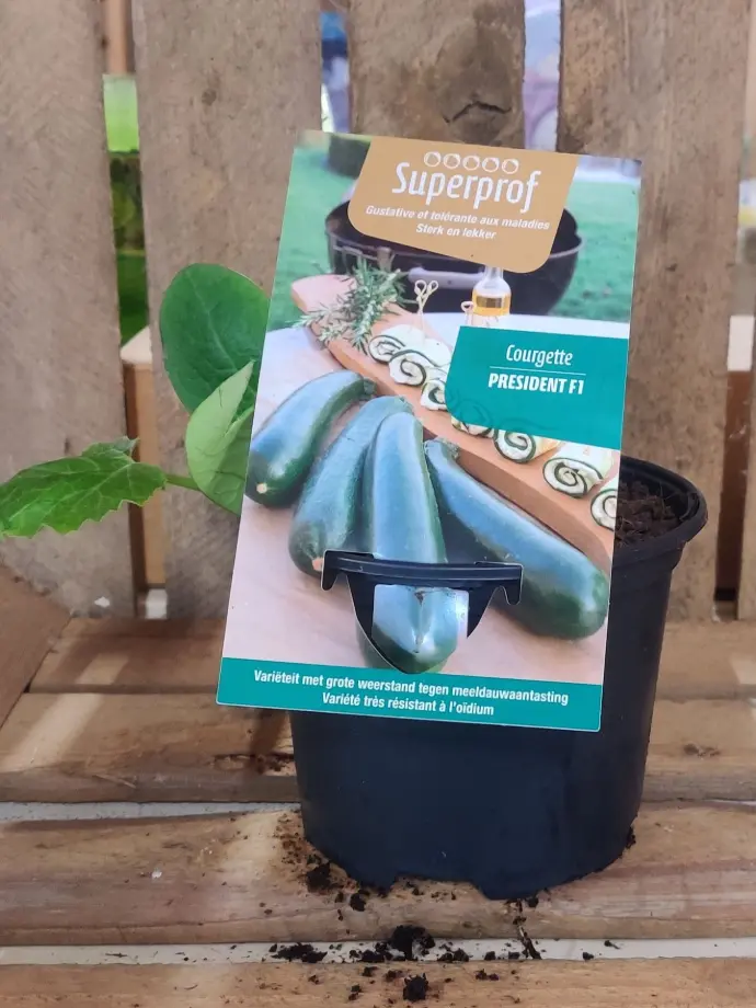 Courgette President F1 - 1 Plantje