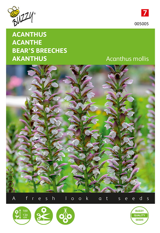 Acanthus - ca 2g