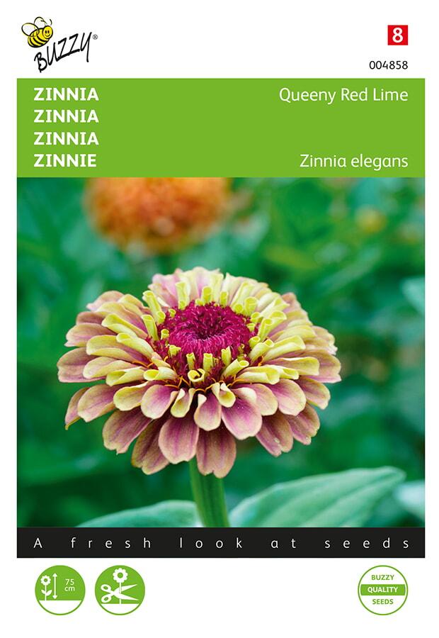 Zinnia - Queen Red Lime - ca 25 z