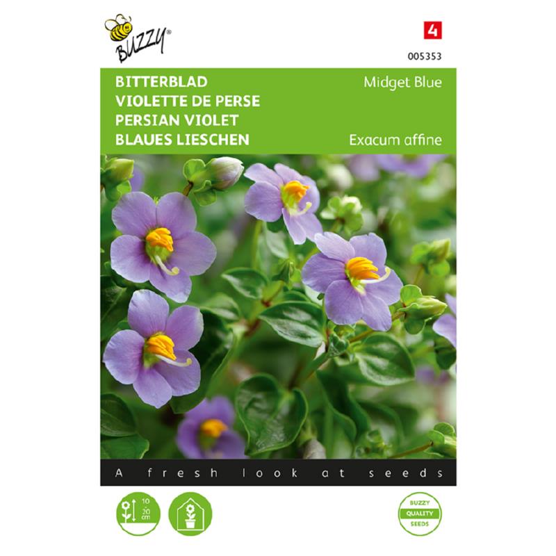 BITTERBLAD - Exacum affine - Midget Blue - ca. 10 z.