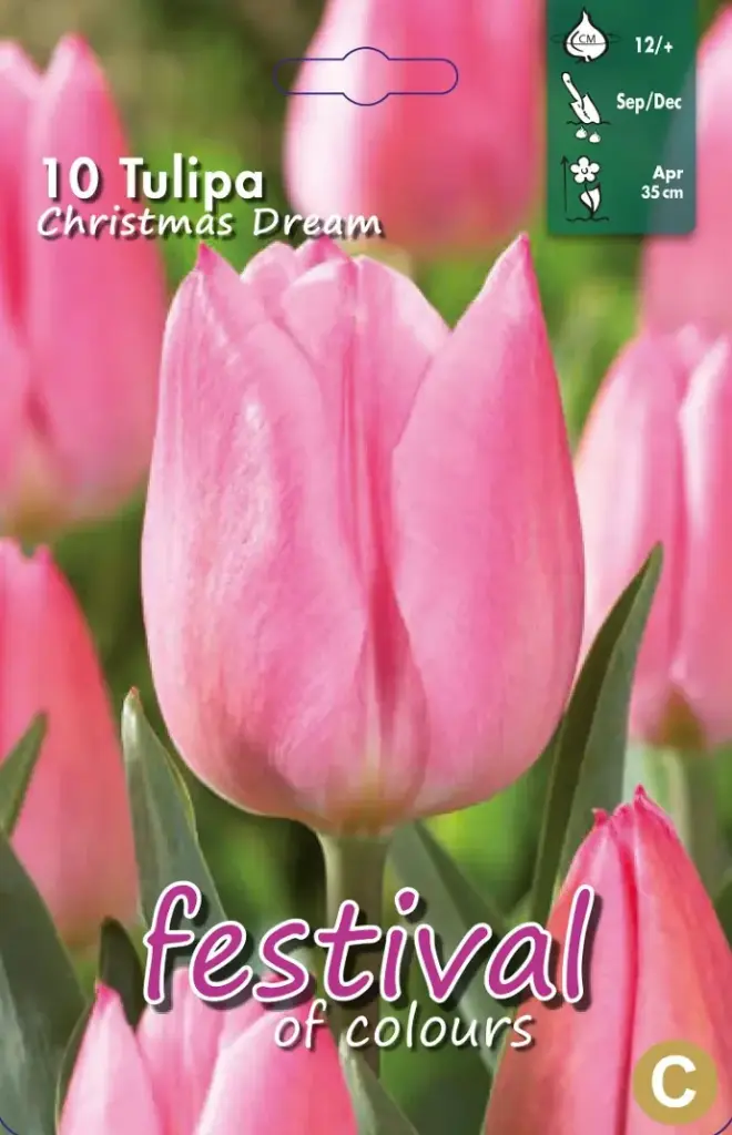 Tulipa Christmas Dream 12/+ (10st)