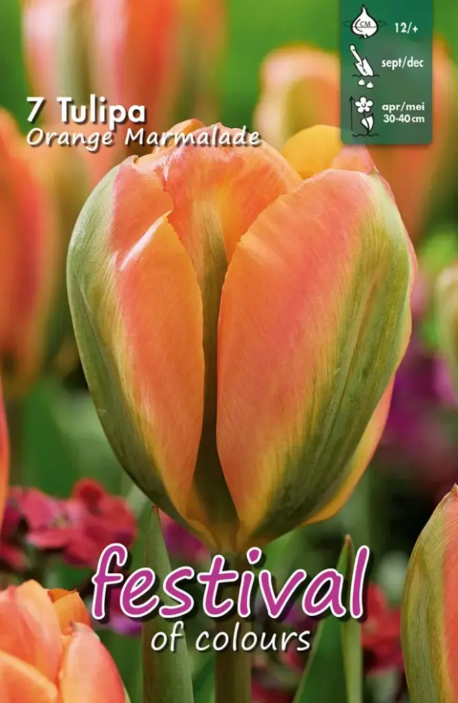 Tulips Orange Marmalade (12/+) - 7 st