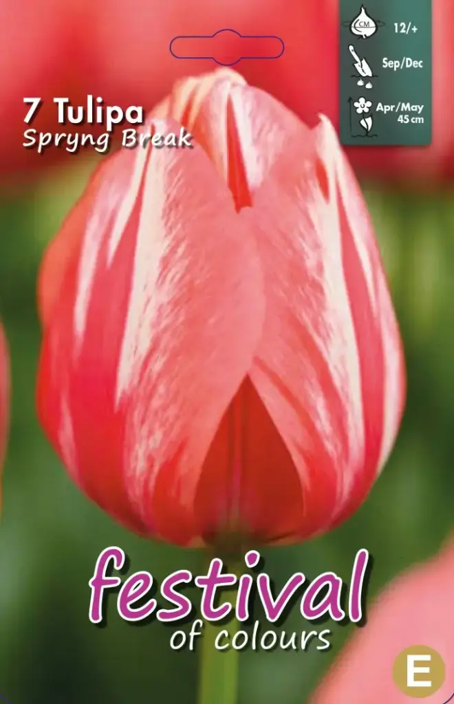Tulips Spryng Break (12/+) - 7 st