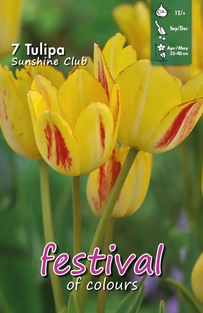 Tulips Sunshine Club - 7 st