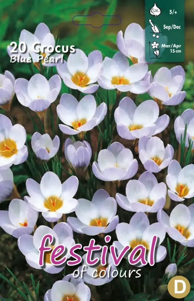 Crocus Blue Pearl - 15 st