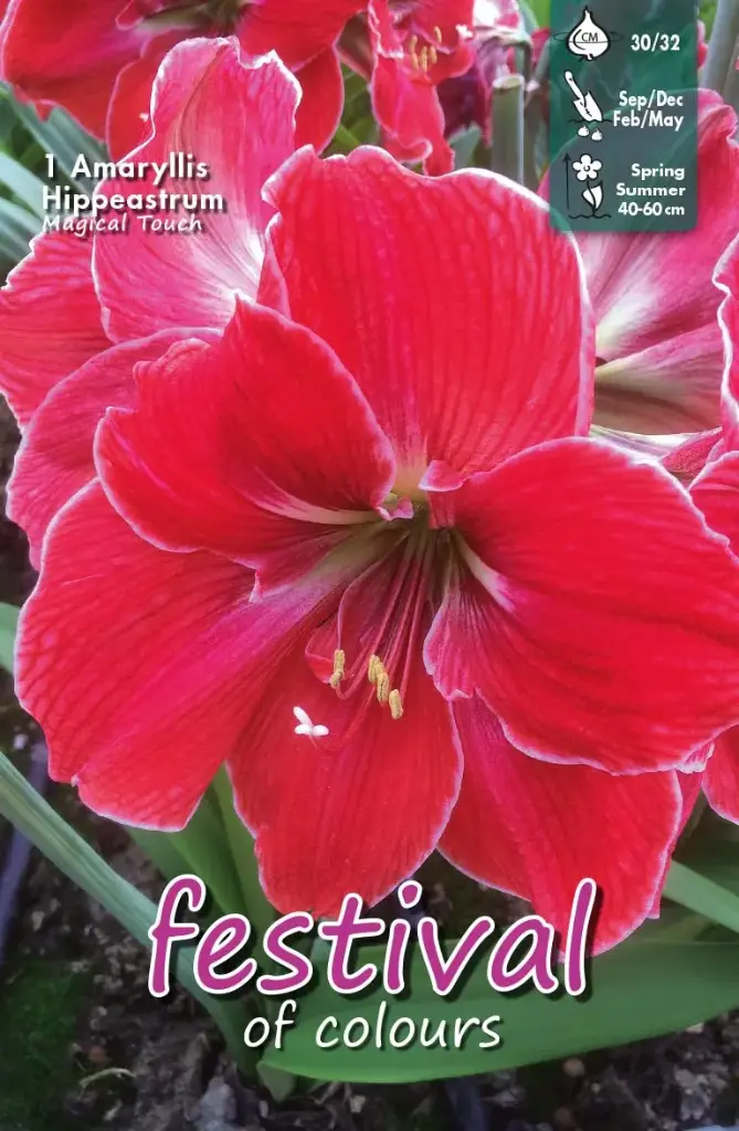 Amaryllis Magical Touch - 1 st (30/32)