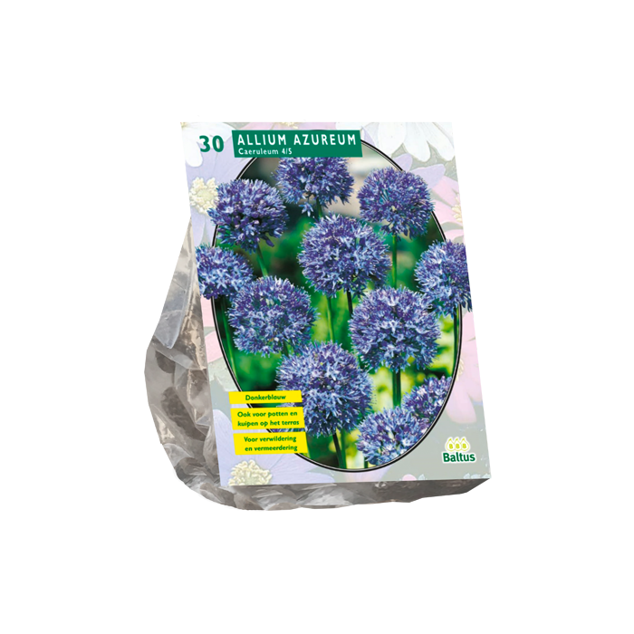 Allium Caeruleum Azureum per 30