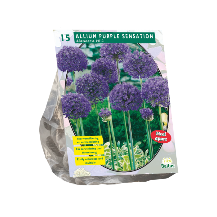 Allium Aflatunense Purple Sensation - 15 st