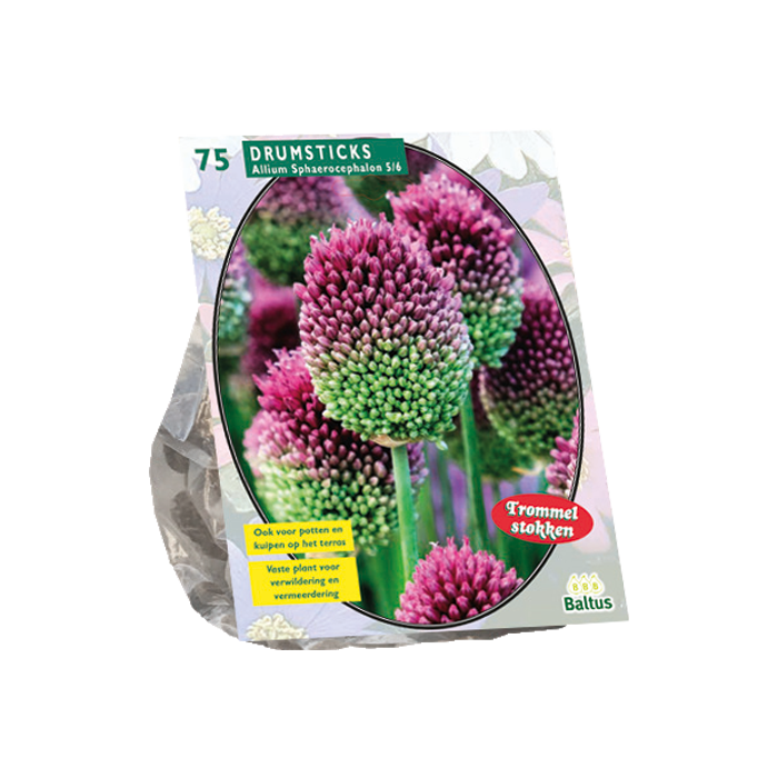 Allium Sphaerocephalon - 75 st