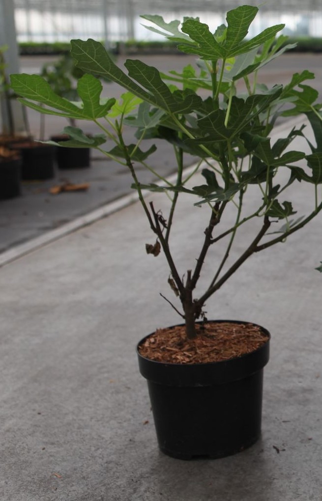 Ficus Carica - OSBORN'S PROLIFIC