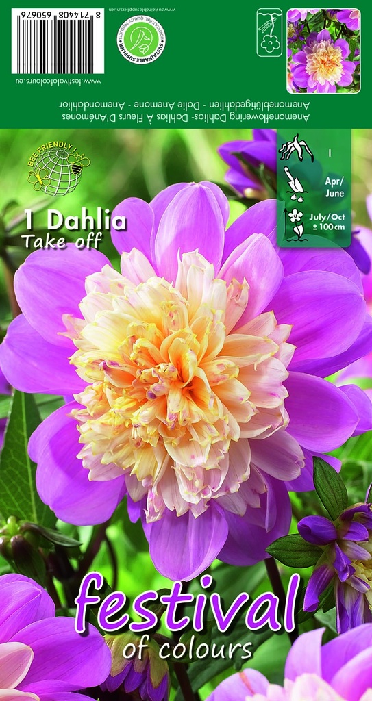 Dahlia Anemone - Take off - 1st