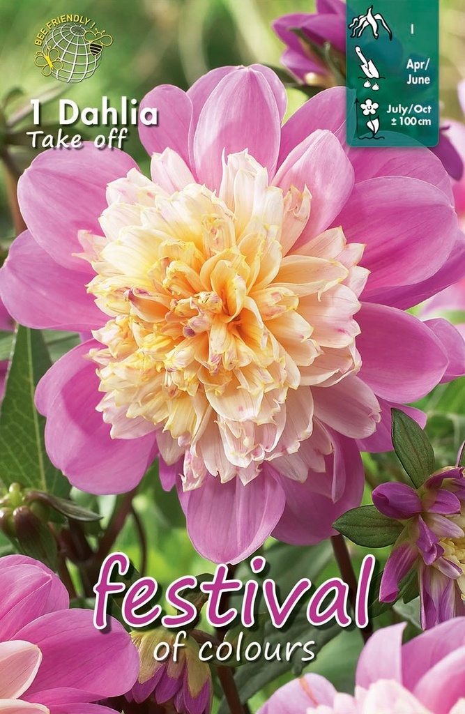 Dahlia Take Off - 1st
