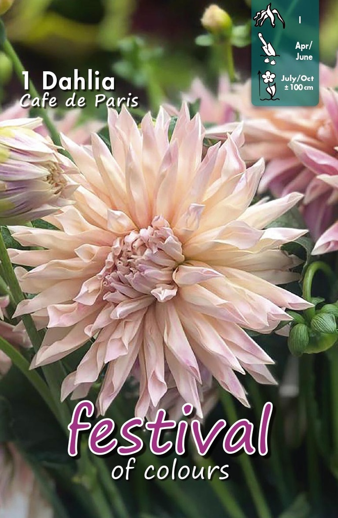 Cactusdahlia - Café de Paris - 1st