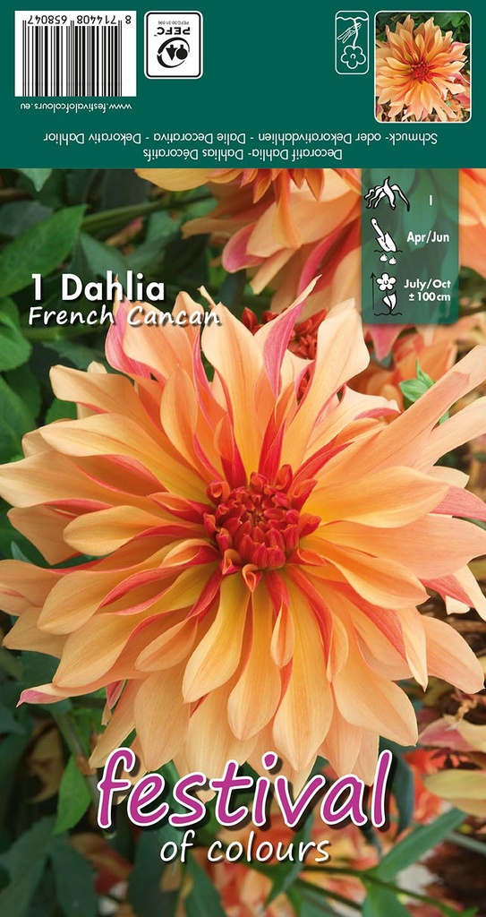Dahlia decoratief - French Cancan - 1st