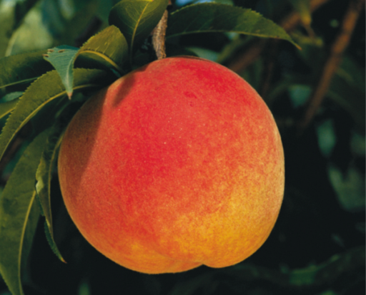 PERZIK CHAMPION - 1 st.