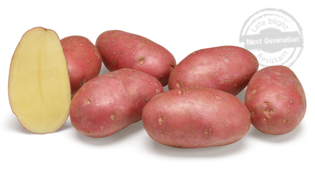 Aardappelpootgoed ALOUETTE - Klasse A 28/35 - per kg