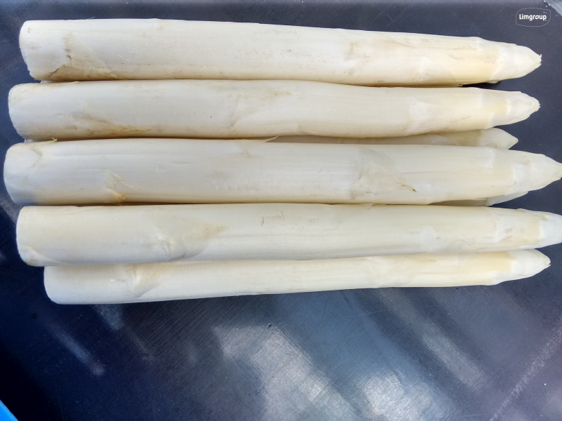 Aspergeplanten FRÜHLIM - per plant