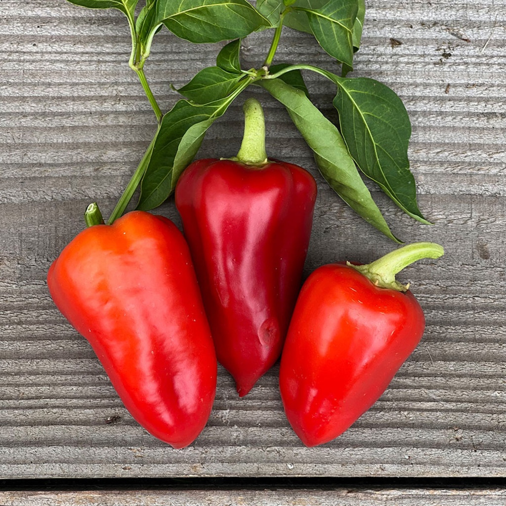 Blokpaprika FERENC TENDER BIO - ca. 30 z