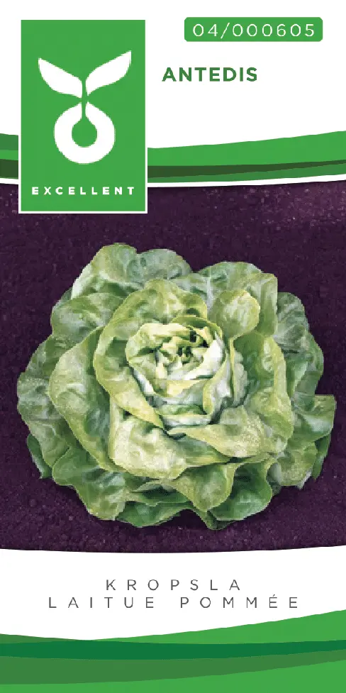 Laitue pommée ANTEDIS - ca. 50 graines
