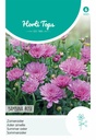 Aster amelle Bambina Rose - ca 20 graines