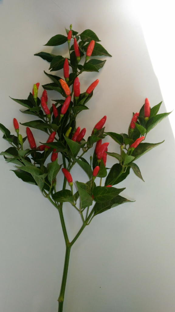 Italiaanse peper TABASCO - ca 25 z