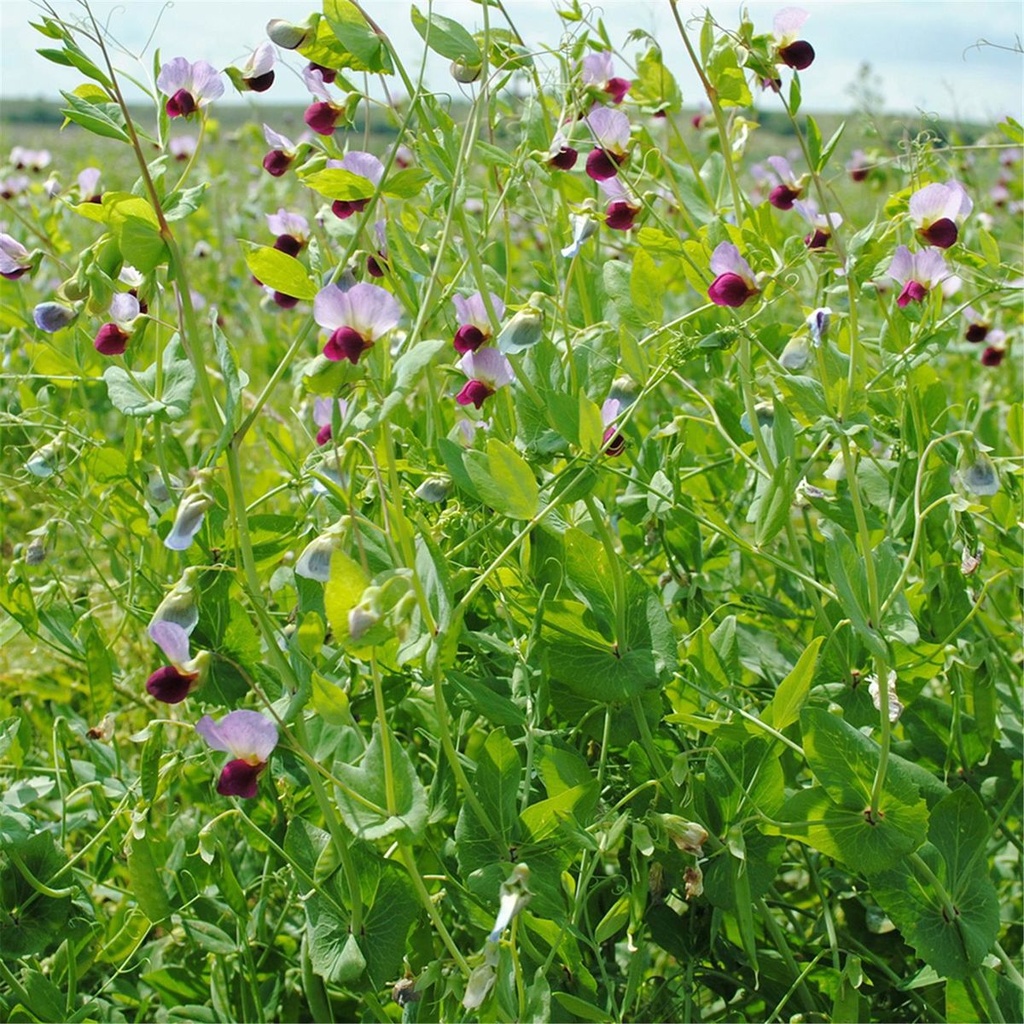 POIS PROTÉAGINEUX - ca 150 g