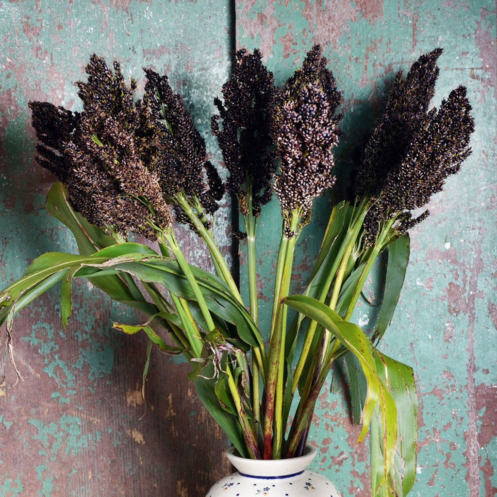 MILLET NOIR OU SORGHO - ca 50 g