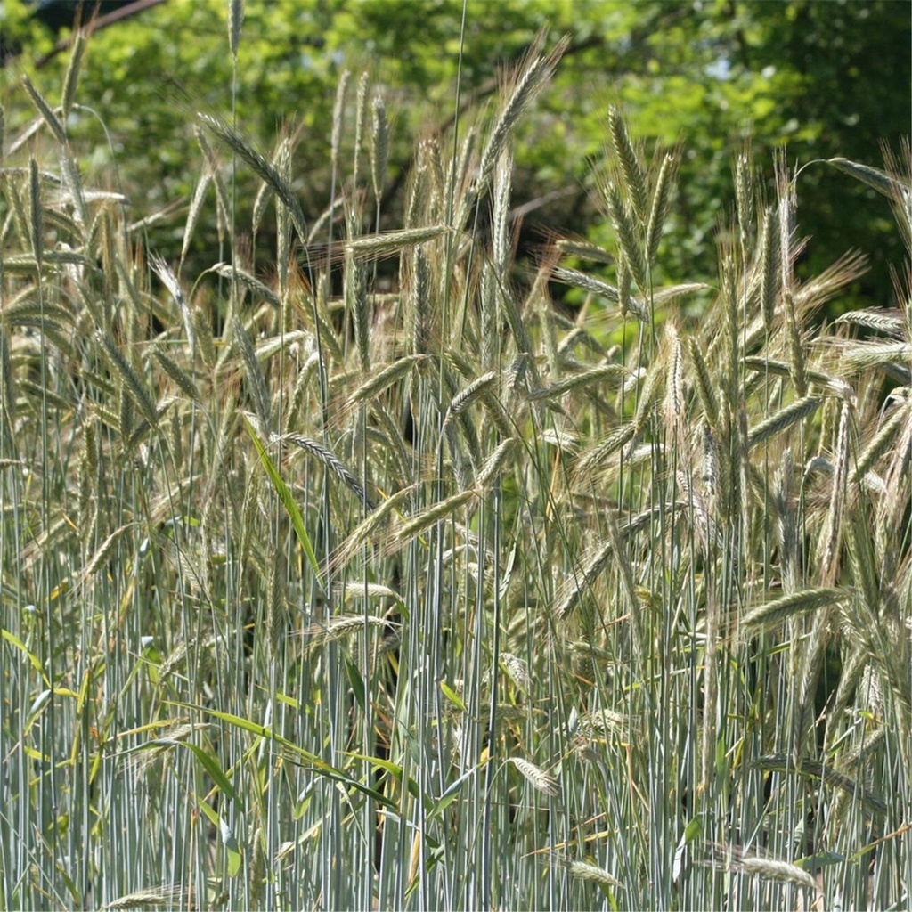 SEIGLE PRÉRENNE - ca 150 g