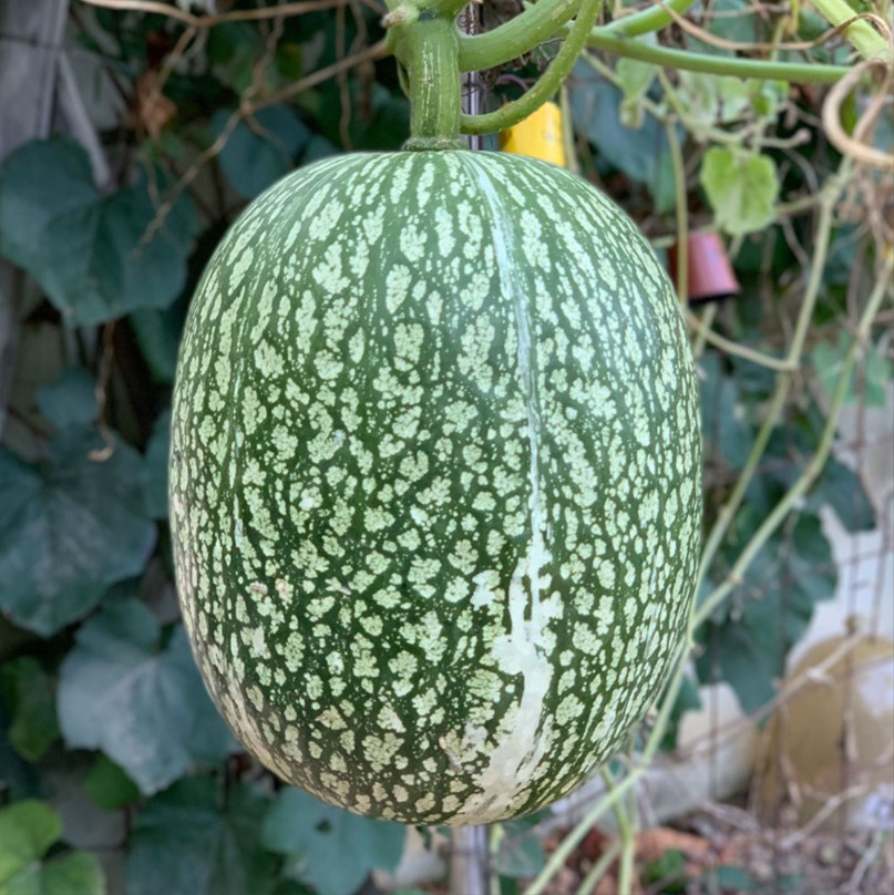 Courge Siam (BIO) - ca 15 z