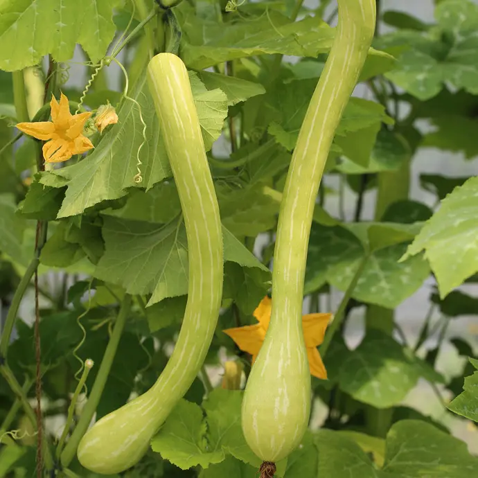 COURGE MUSQUEE TROMBOCINO D ALBINGA AB - 15 z