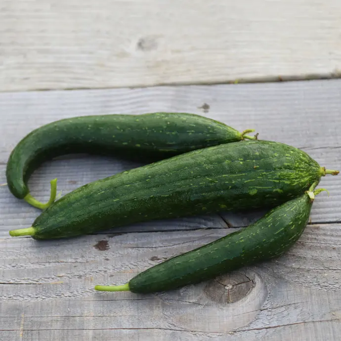 Spons-courgette (Courge Eponge) - ca 15 z