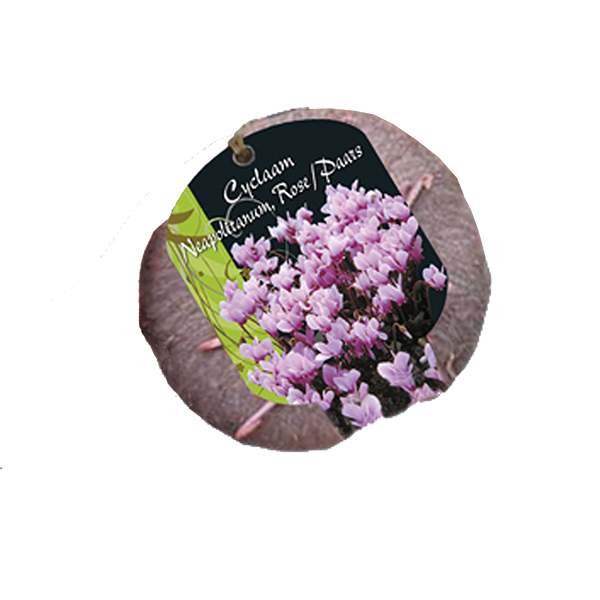 Cyclaam Neopolitanum Pink - 1 st