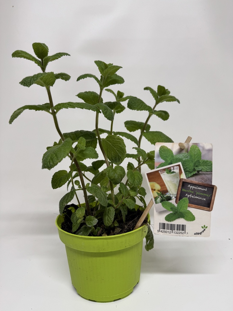 Appelmunt - 13 cm pot