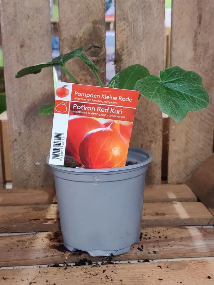 Pompoen klein rood - 1 plantje