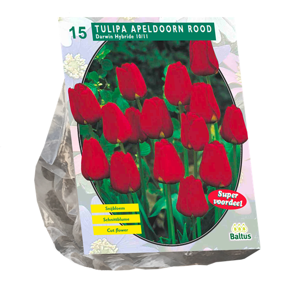 Tulipa Apeldoorn Rood - 15 st